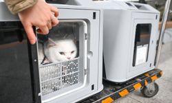 Çin'deki yüksek hızlı trenlerde deneme amaçlı evcil hayvan yolculuk sistemi başlatıldı