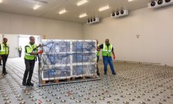 Güney Afrika, şap salgınlarına karşı aşılama çalışmalarını hız verdi