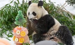 Moskova Hayvanat Bahçesi'ndeki dev pandalar Çin Yeni Yılı kutlamalarında yoğun ilgi topladı