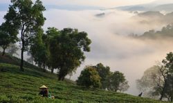Çin'in güneyinde çay hasat sezonu başladı