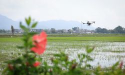 Çin'in Taishan kentinde tarımsal faaliyetlerde makineleşme oranı yüzde 98'e ulaştı