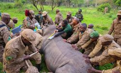 Fotoğraf: Uganda'da beyaz gergedanlar 40 yıl sonra Kidepo Vadisi Ulusal Parkı'na geri dönüyor