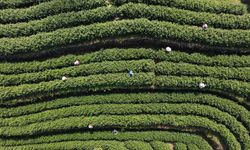 İlkbaharın gelişiyle Çin'in çay tarlalarında hasat hareketliliği başladı