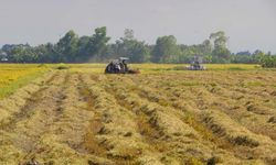 Vietnam'ın pirinç ihracatı, Ortadoğu'daki gerginliklerden olumsuz etkilendi