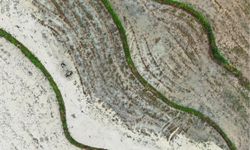 Çin'de 2026'da tahıl ve ana tarım ürünlerinin arzında artış bekleniyor