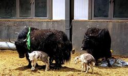 Çin'de klonlanmış 10 yak yavrusu doğdu