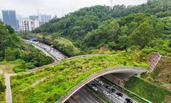 Çin'de yaban hayatı göçünü desteklemek amacıyla ekolojik yollar inşa ediliyor