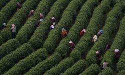 Çin'in Anji ilçesinde beyaz çay hasadı başladı