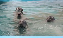 Çin'in Dalian kentinde kurtarılan ve yetiştirilen 5 benekli fok denize salındı