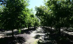 Çin'in sıfır gümrük vergisi politikası Güney Afrika'nın ceviz sektörüne istikrar kazandıracak