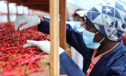 Çin'in sıfır gümrük vergisi politikası Ruandalı çiftçiler için kalkınmanın yolunu açtı