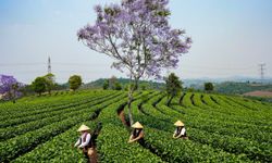 Çin'in Yunnan eyaletinde çay hasadı başladı