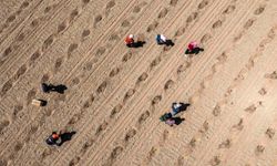 Çin'in Zhongwei kentinde 28.000 hektarlık karpuz ekimi hazırlıkları