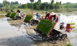 Çinli çiftçiler çeltik ekiminde BeiDou uydu sisteminden yararlanıyor