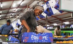 Güney Afrika'da narenciye hasadında yoğun mesai