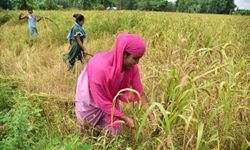 Hindistan, Ortadoğu'daki tedarik kesintileri nedeniyle 2,5 milyon tonluk üre gübresi ihalesi açtı