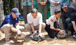 Kamboçya'da nesli tehlike altındaki Kraliyet Kaplumbağaları doğaya salındı