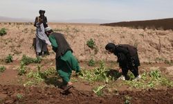 Afganistan'da yaklaşık 405 hektarlık haşhaş tarlası imha edildi