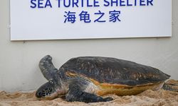 Çin'in Hainan eyaletinde Deniz Kaplumbağası Barınağı açıldı
