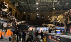 Dinozorların Kralı Özel Sergisi, Beijing'de kapılarını ziyaretçilere açtı