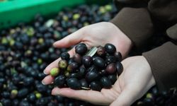 Çin'in önemli zeytin üretim merkezlerinden Wudu'nun üretim değeri 591 milyon dolara ulaştı