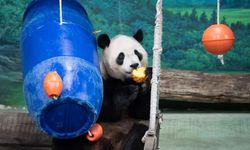Çin'in Taiwan bölgesindeki dev panda Yuanbao, 6. doğum gününü kutladı