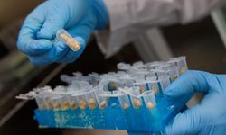 Çinli bilim insanları, yüksek proteinli mısır geliştirdi