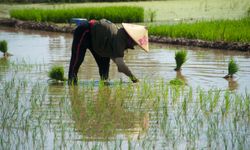 Vietnam ilk 5 ayda pirinç ihracatından 2,09 milyar dolar gelir elde etti