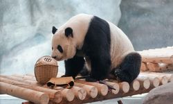 Beijing Hayvanat Bahçesi'ndeki 10 dev panda için yeni tesis açıldı