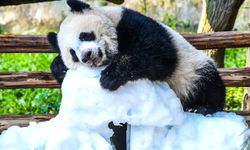 Çin'de dev panda yavrusu Wang Shu'nun birinci yaş günü kutlandı