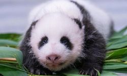 Çin'in Güney Kore'ye gönderdiği dev panda Ai Bao bir yavru dünyaya getirdi