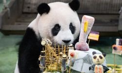 Çin'in Taiwan bölgesinde doğan dev panda Yuan Zai, 13. yaş gününü futbol temalı bir partiyle kutladı
