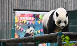 Çin'in Tianjin Hayvanat Bahçesi'ndeki dev panda Xi Le 13 yaşına girdi
