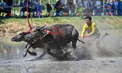 Tayland'da çeltik ekim sezonunun başlangıcı bufalo yarışıyla kutlandı