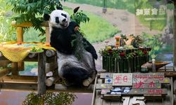 Çin'de dev panda Xing Mei'nin 15. yaş günü kutlandı