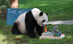 Çin'den ABD'ye giden dev panda Bao Li beşinci yaş gününü kutladı