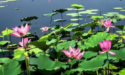 Çin'in Doğu Gölü'ndeki lotus çiçekleri ziyaretçilere görsel şölen sunuyor