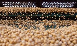 Güney Afrika, Çin'e 200.000 ton soya fasulyesi ihraç edecek