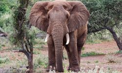 Kenya'da bir ay içinde 16 filin ölmesinin ardından gözetim artırıldı