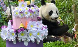 Rusya'da doğan ilk dev panda Katyusha üçüncü yaş gününü kutladı