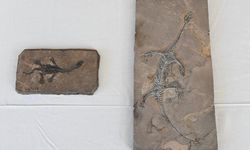 ABD, Çin'e ait 64 kültürel eser ve paleontolojik fosili iade etti