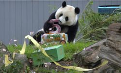 ABD'de dev panda Qing Bao beşinci yaş gününü kutladı