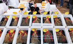 Çin'in Fusong ilçesinde ginseng hasadı başladı