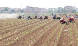 Çin'in Jiayu ilçesinde sebze üretimi ilk 6 ayda 864.000 tonu aştı