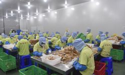 Çin'in Kamboçya'dan mango ithalatı, ülkenin ekonomik büyümesine katkı sağlıyor