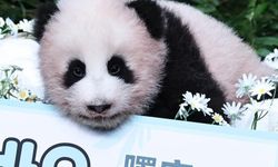 Güney Kore'de doğan dev panda yavrusuna Shu Bao adı verildi