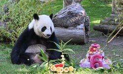 İspanya'da dev panda çifti Jin Xi ve Zhu Yu'nun altıncı yaş günü kutlandı