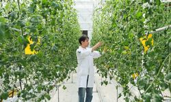 Çin'in Anhui eyaletinde tohumculuk sektörünün gelişimi destekleniyor