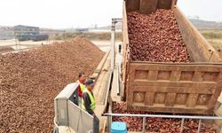 Çin'in Lulong ilçesinde tatlı patates üretimi yerel ekonomiye katkı sağlıyor