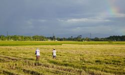 Filipinler tarım sektörü, El Nino nedeniyle 136 milyon dolar zarar etti